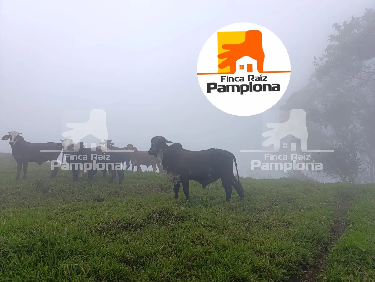 Estupenda finca ganadera en venta
