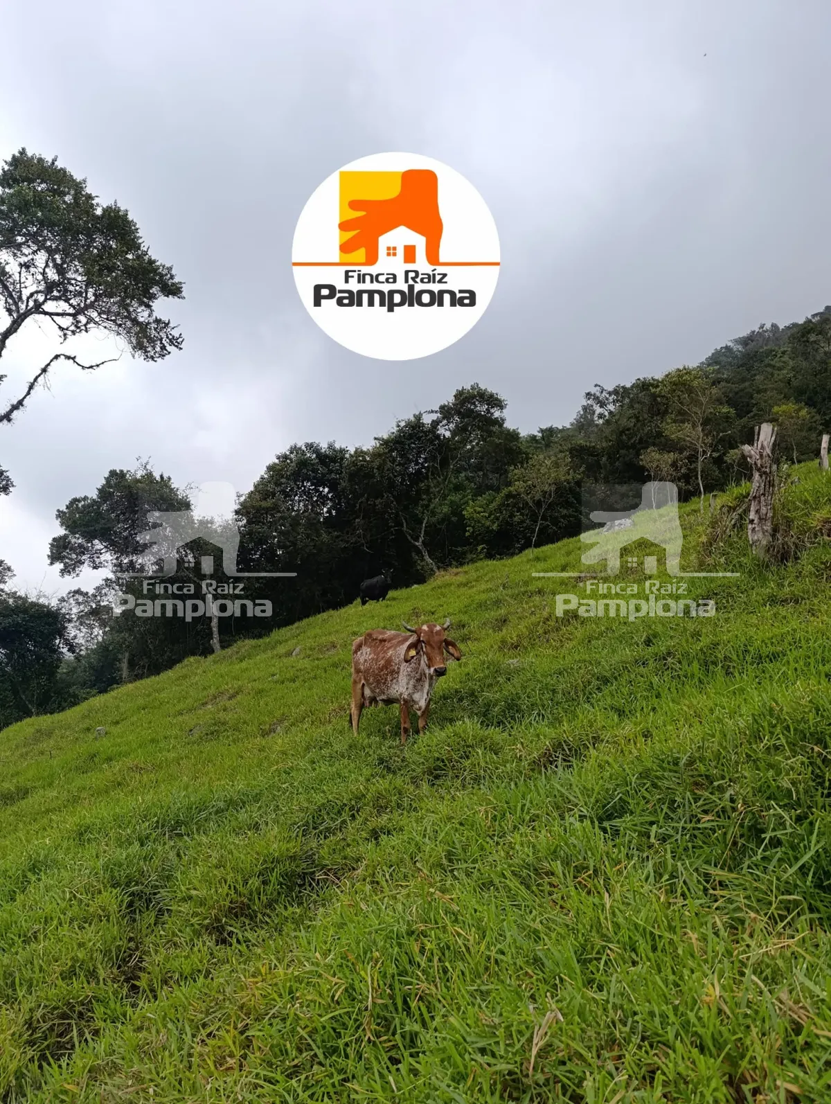 Estupenda finca ganadera en venta